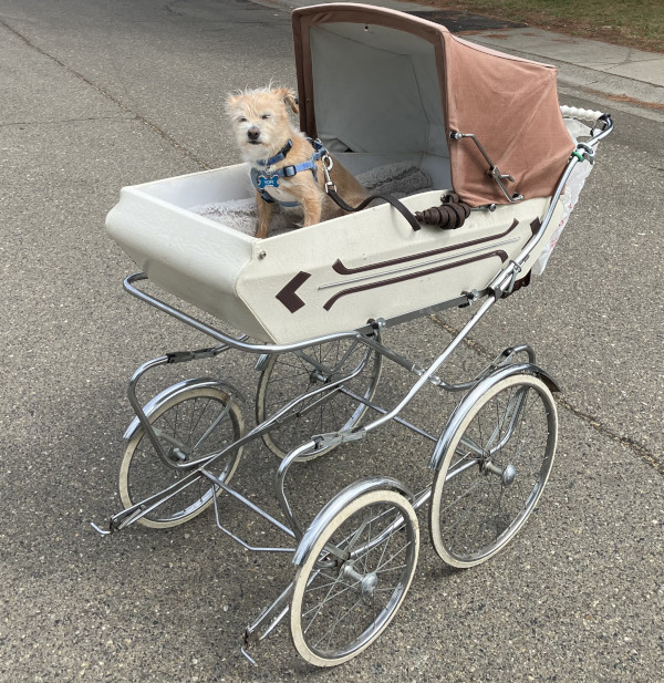 Yofi in the Pram